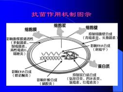 探索抗生素之外的细菌杀灭新途径——揭示其背后的机制